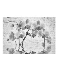 Fototapetas  Orchid in Shades of Gray