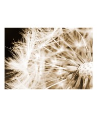 Fototapetas  Dandelion  sepia