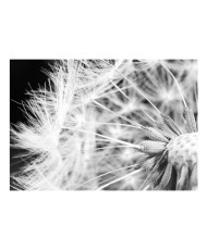 Fototapetas  Black and white dandelion