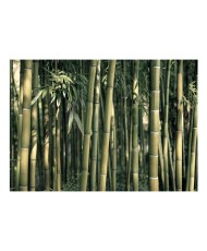 Fototapetas  Bamboo Exotic