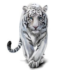 Interjero lipdukas Baltasis tigras 50x78cm