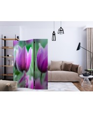 Pertvara  Purple spring tulips [Room Dividers]