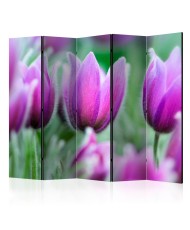 Pertvara  Purple spring tulips [Room Dividers]