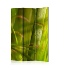 Pertvara  bamboo  nature zen [Room Dividers]