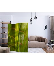 Pertvara  bamboo  nature zen [Room Dividers]