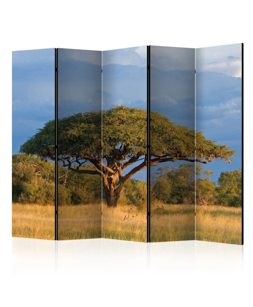 Pertvara  African acacia tree, Hwange National Park, Zimbabwe II [Room Dividers]