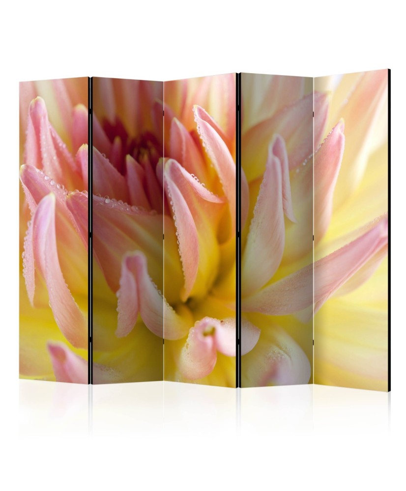 Pertvara  Pastel colored dahlia flower with dew drops II [Room Dividers]