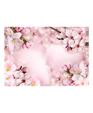 Lipnus fototapetas  Spring Cherry Blossom