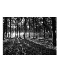 Lipnus fototapetas  The Light in the Forest