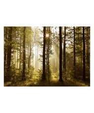 Lipnus fototapetas  Forest Morning Sunlight