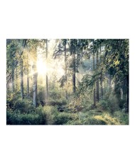 Lipnus fototapetas  Tales of a Forest