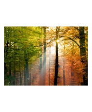 Lipnus fototapetas  Forest Colours