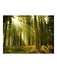Fototapetas  Pine forest