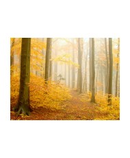 Fototapetas  forest  autumn
