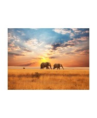 Fototapetas  African savanna elephants