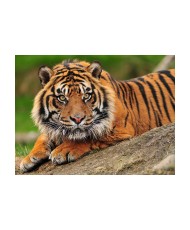 Fototapetas  Sumatran tiger