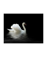 Fototapetas  swan (black and white)