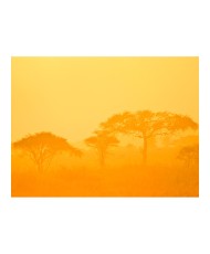 Fototapetas  Orange savanna