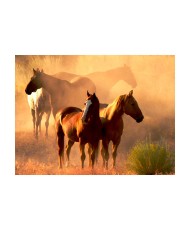 Fototapetas  Wild horses of the steppe