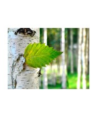 Fototapetas  Birch leaf