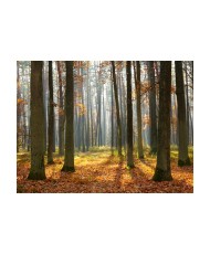 Fototapetas  Autumn trees