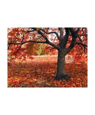 Fototapetas  Tree in fall