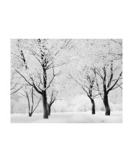 Fototapetas  Trees  winter landscape