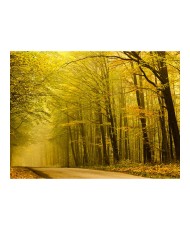 Fototapetas  Road in autumn forest