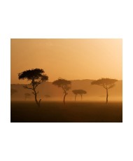 Fototapetas  Massai Mara