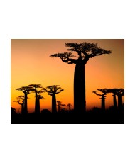 Fototapetas  African baobab trees