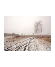 Fototapetas  Winter field