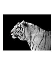 Fototapetas  White tiger