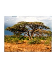 Fototapetas  Samburu National Reserve, Kenya