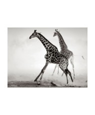 Fototapetas  Giraffes