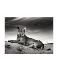 Fototapetas  Black and white lioness
