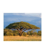 Fototapetas  African acacia tree, Hwange National Park, Zimbabwe