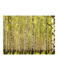 Fototapetas  Birch forest