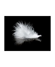 Fototapetas  White feather