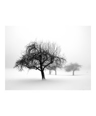 Fototapetas  Winter Trees