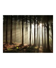 Fototapetas  Coniferous forest