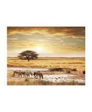 Fototapetas  African zebras around watering hole