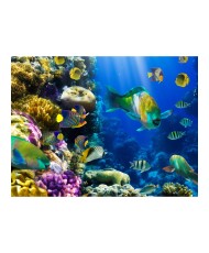 Fototapetas  Underwater paradise