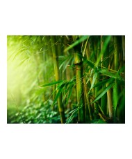 Fototapetas  jungle  bamboo