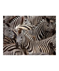 Fototapetas  Herd of zebras