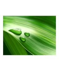 Fototapetas  Leaf and three drops of water