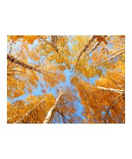 Fototapetas  Autumnal treetops