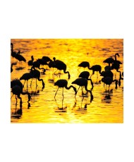 Fototapetas  Kenya flamingos by the lake Nakuru