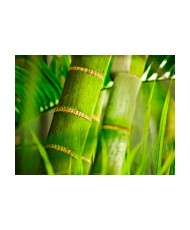 Fototapetas  bamboo  detail