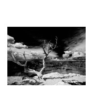 Fototapetas  Grand Canyon tree
