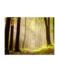 Fototapetas  Mysterious forest path